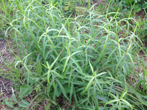Solidago odora subsp. chapmanii — photo