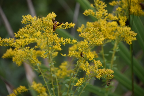 Solidago odora (Sweet goldenrod) — photo