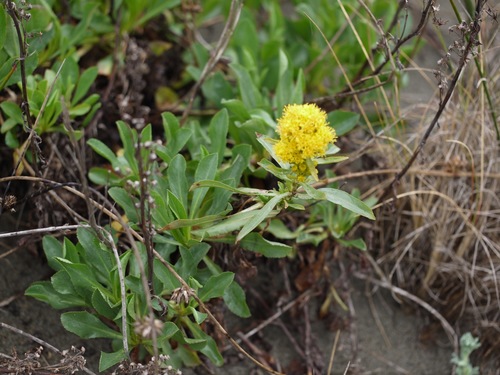 Solidago spathulata (Coast goldenrod) — photo