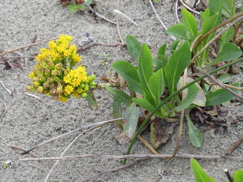 Solidago spathulata (Coast goldenrod) — photo
