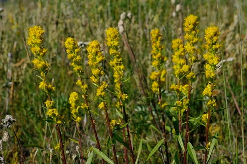 Solidago spathulata