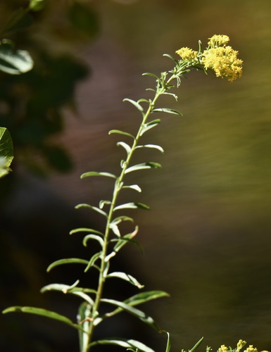 Solidago spectabilis (Nevada goldenrod) — photo