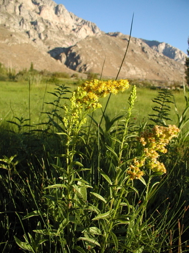 Solidago spectabilis (Nevada goldenrod) — photo