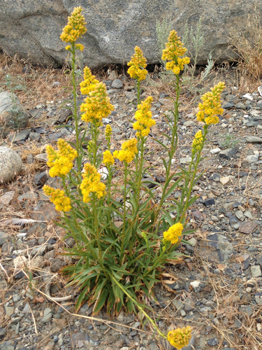 Solidago spectabilis