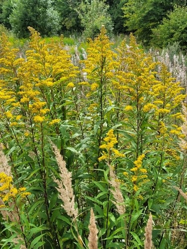 Solidago virgaurea subsp. asiatica (Miyokch'wi) — photo