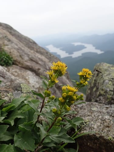 Solidago virgaurea subsp. asiatica