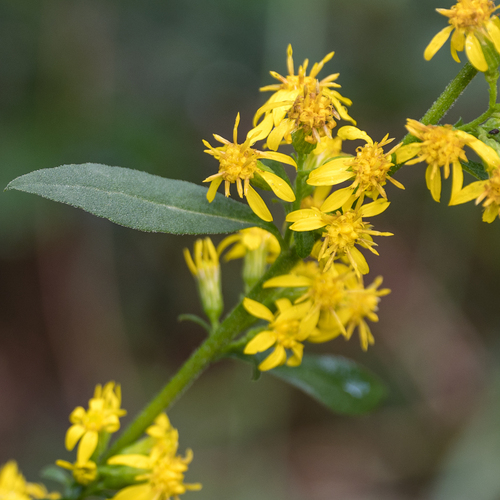 Solidago virgaurea subsp. gigantea