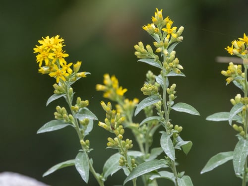 Solidago virgaurea subsp. gigantea (Ullungmiyokch'i) — photo