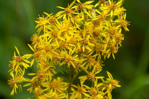 Solidago virgaurea subsp. gigantea (Ullungmiyokch'i) — photo