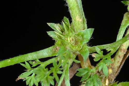 Soliva sessilis (Field burrweed) — photo