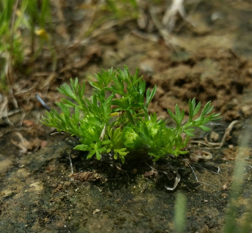 Soliva sessilis (Field burrweed) — photo