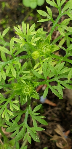 Soliva sessilis