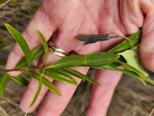 Sollya heterophylla (Bluebell creeper) — photo