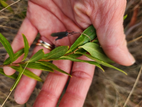 Sollya heterophylla (Bluebell creeper) — photo