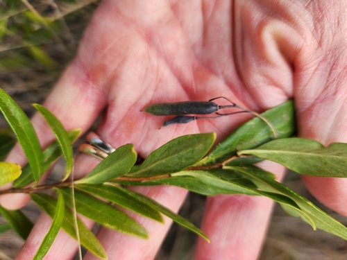 Sollya heterophylla