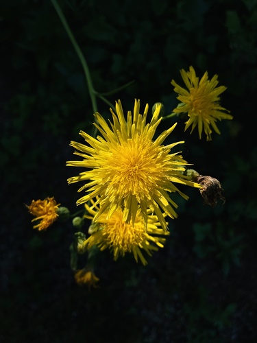Sonchus arvensis (Sow thistle) — photo