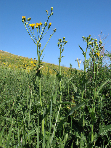 Sonchus arvensis (Sow thistle) — photo