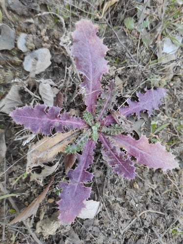 Sonchus asper