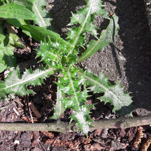 Sonchus asper (Rough sowthistle) — photo