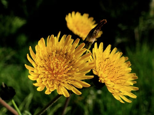 Sonchus asper subsp. glaucescens