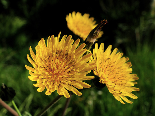 Sonchus asper (Rough sowthistle) — photo