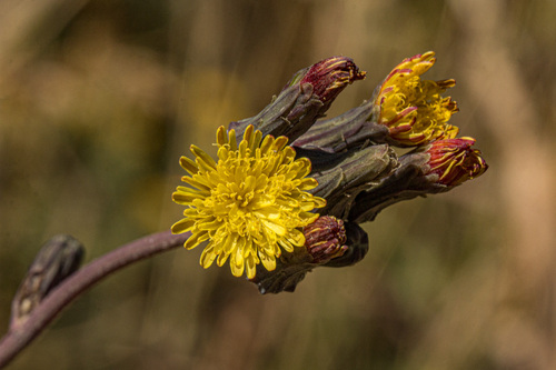 Sonchus bipontini