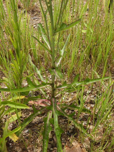 Sonchus brachyotus (Bitter sow-thistle) — photo