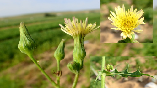 Sonchus brachyotus (Bitter sow-thistle) — photo
