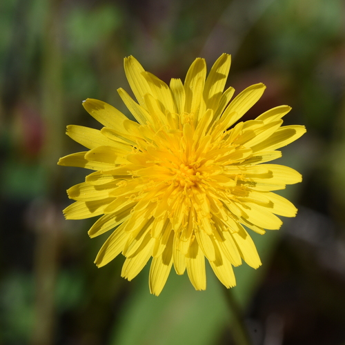 Sonchus bulbosus — photo
