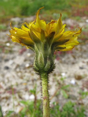 Sonchus bulbosus — photo