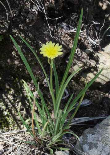 Sonchus integrifolius — photo