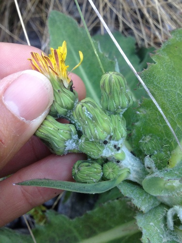 Sonchus kirkii (Rauroroa) — photo