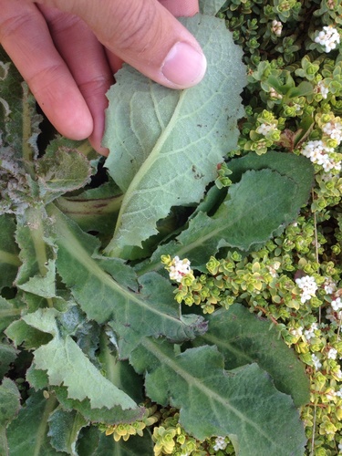 Sonchus kirkii (Rauroroa) — photo