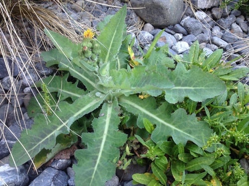 Sonchus kirkii