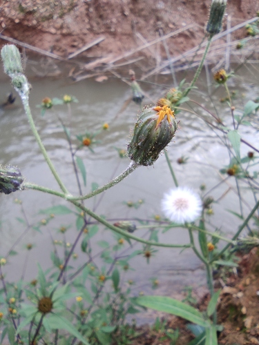 Sonchus lingianus — photo