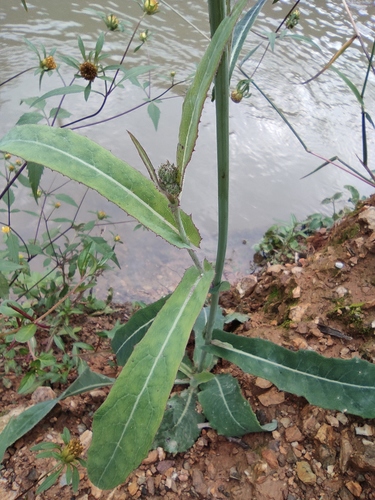 Sonchus lingianus — photo