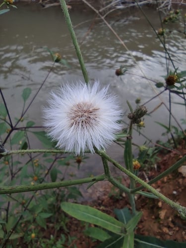 Sonchus lingianus