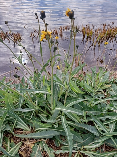 Sonchus maritimus — photo