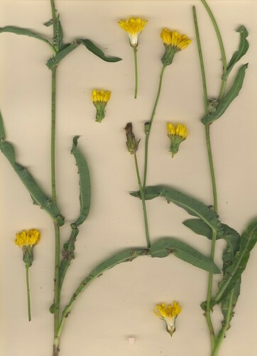 Sonchus maritimus
