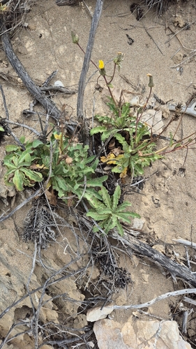 Sonchus megalocarpus (Dune thistle) — photo