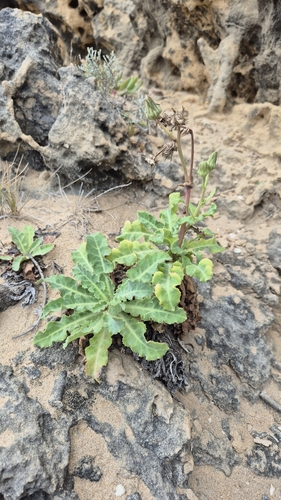 Sonchus megalocarpus (Dune thistle) — photo