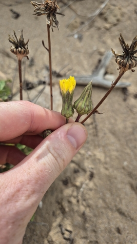 Sonchus megalocarpus