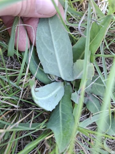 Sonchus nanus (Ground thistle) — photo