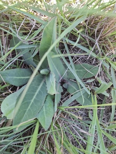 Sonchus nanus (Ground thistle) — photo