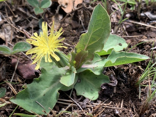 Sonchus nanus