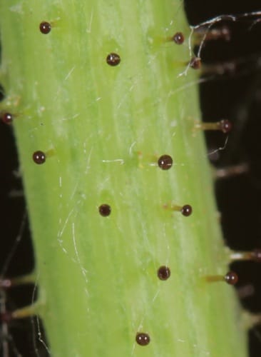 Sonchus oleraceus (Milk thistle) — photo