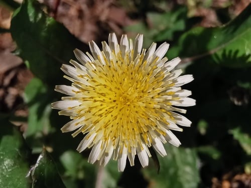 Sonchus oleraceus