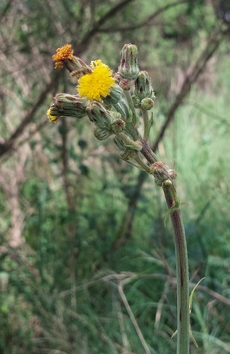 Sonchus schweinfurthii