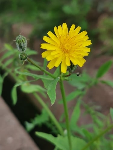 Sonchus tenerrimus