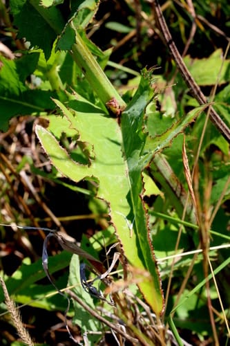 Sonchus wilmsii — photo